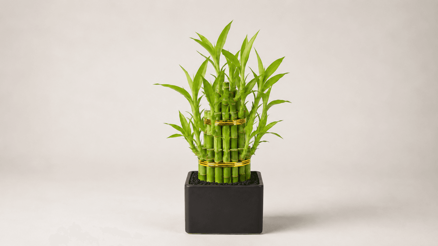 Bambu hoki Indonesia atau Dracaena sanderiana yang disiapkan untuk grading, phytosanitary inspection, packaging, dan kebutuhan pasar ekspor.