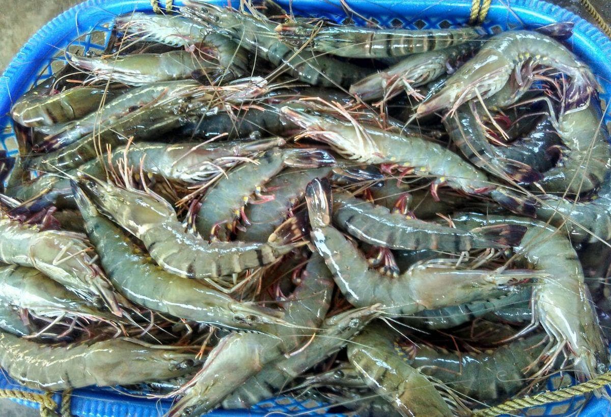Black tiger shrimp atau udang windu Indonesia yang disiapkan untuk quality control, processing, dan kebutuhan pasar ekspor.