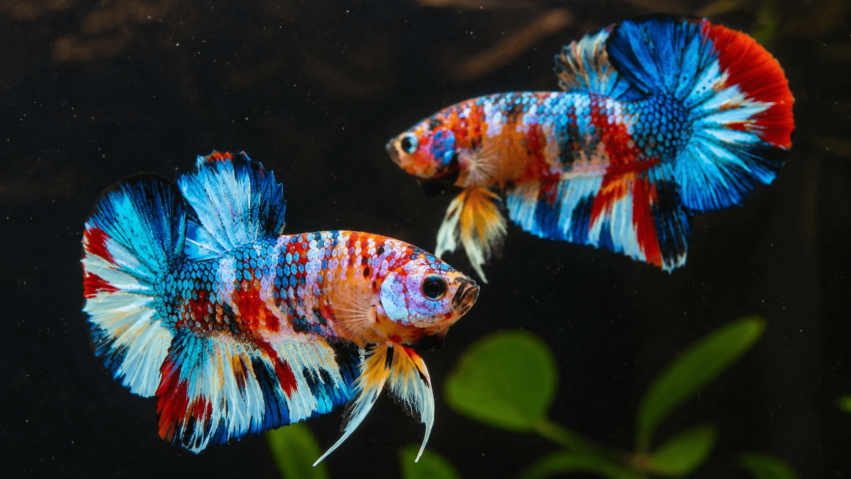 Ikan cupang Betta splendens yang disiapkan untuk seleksi, pemeriksaan kesehatan, dan kebutuhan pasar ekspor.