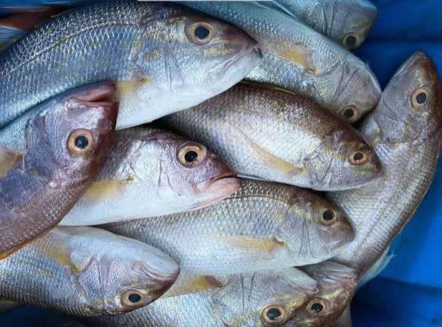 Ikan kakap Indonesia yang disiapkan untuk quality control, processing, dan kebutuhan pasar ekspor.