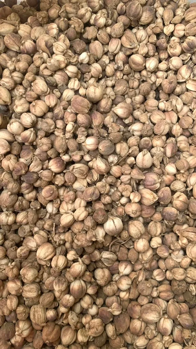 Foto produk Cardamom / Kapulaga