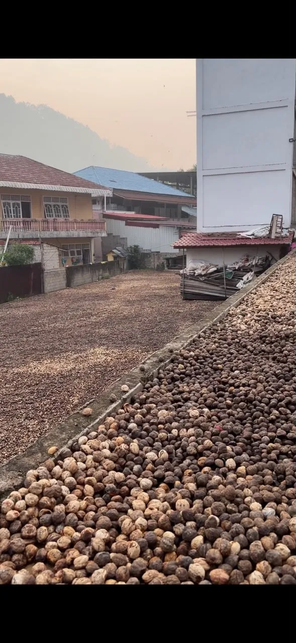 Tempat produksi Peeled Candlenut dari CV ZURI HARAPAN RAYA